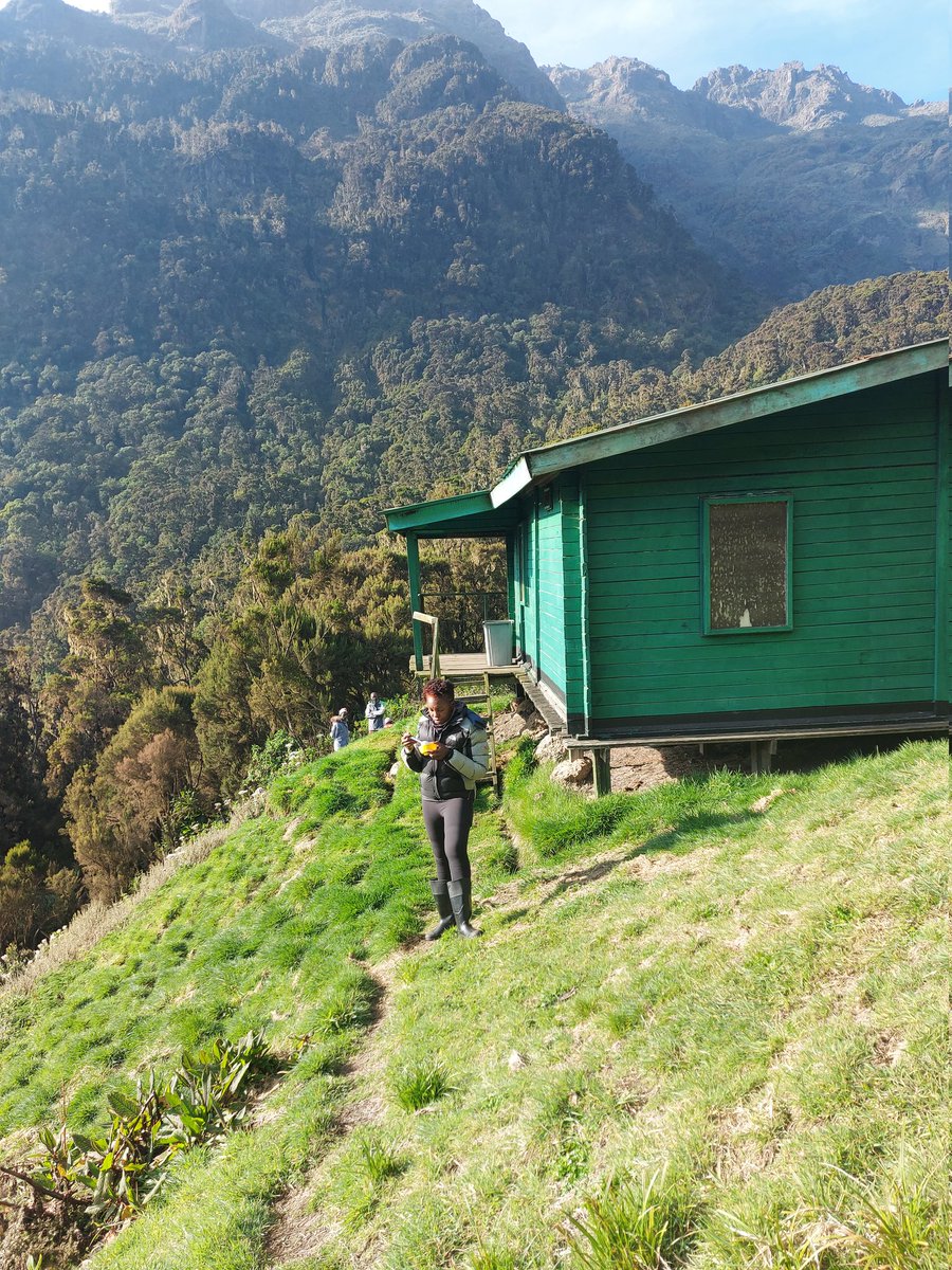 Mountainslayers's tweet photo. Day 2 we moved from Nyabitaba to John Matte. Can't believe how sunny the day was. Truly enjoyed this beauty of a range. Day 3 we embarked on the boardwalks as we moved to Bujuku Camp. We were photo ready and happy to soak it all https://t.co/pXfBsBMXoU