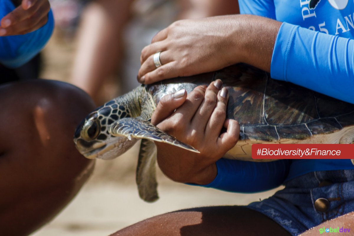 GlobaldevB's tweet photo. #Biodiversity loss 🌱 is one of the greatest threats to humanity. How is biodiversity #loss reflected in the #financial institutions in #Brazil? ➡  https://t.co/EZjM3qYi8f @farukml https://t.co/GKABV5s1TD