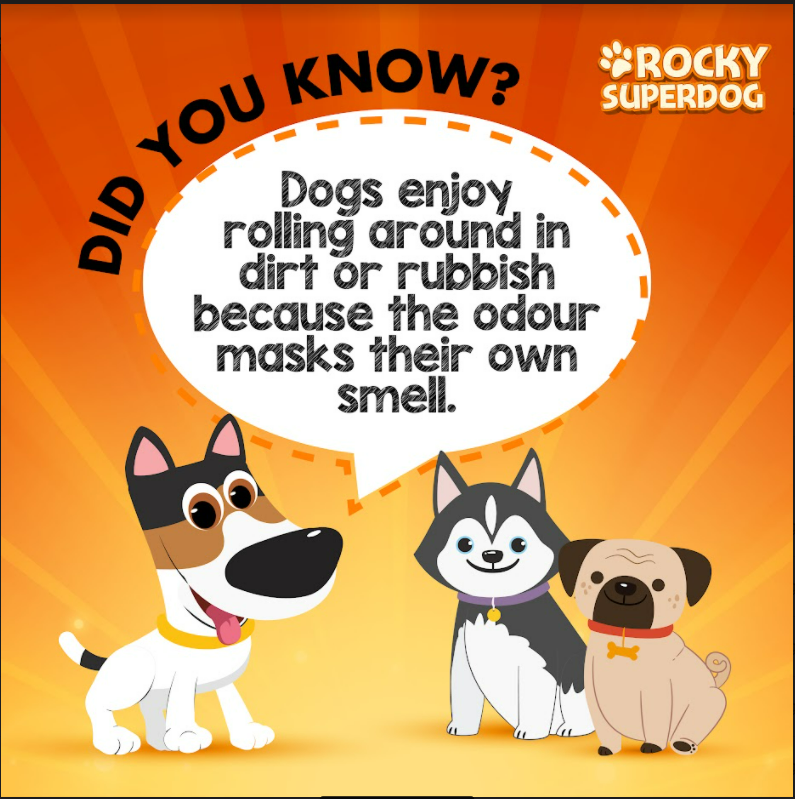 Rolling in smelly things is thought to be an instinctual way they mask their scent for hunting. 

#Rockysuperdog #rockysuperdogadventures #rocky  #dogs #pets #RockyTips #Rockyknowsbest #Rockstar #pettips #dogtips #goodtoknow #doglovers #dogtraining #doggolovers #doggos