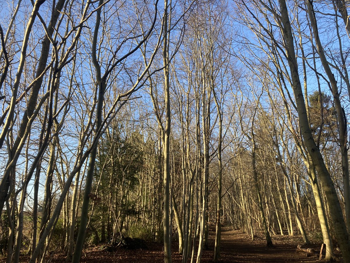 arillustrate's tweet photo. Good morning #wakeupwalk to start the day @WandleburyWoods https://t.co/8RqH6ieOC5