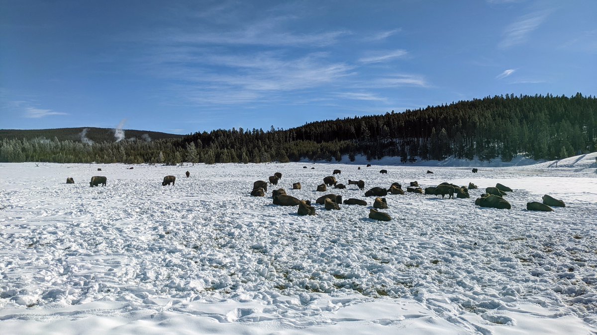 Can you find the pooping cow?