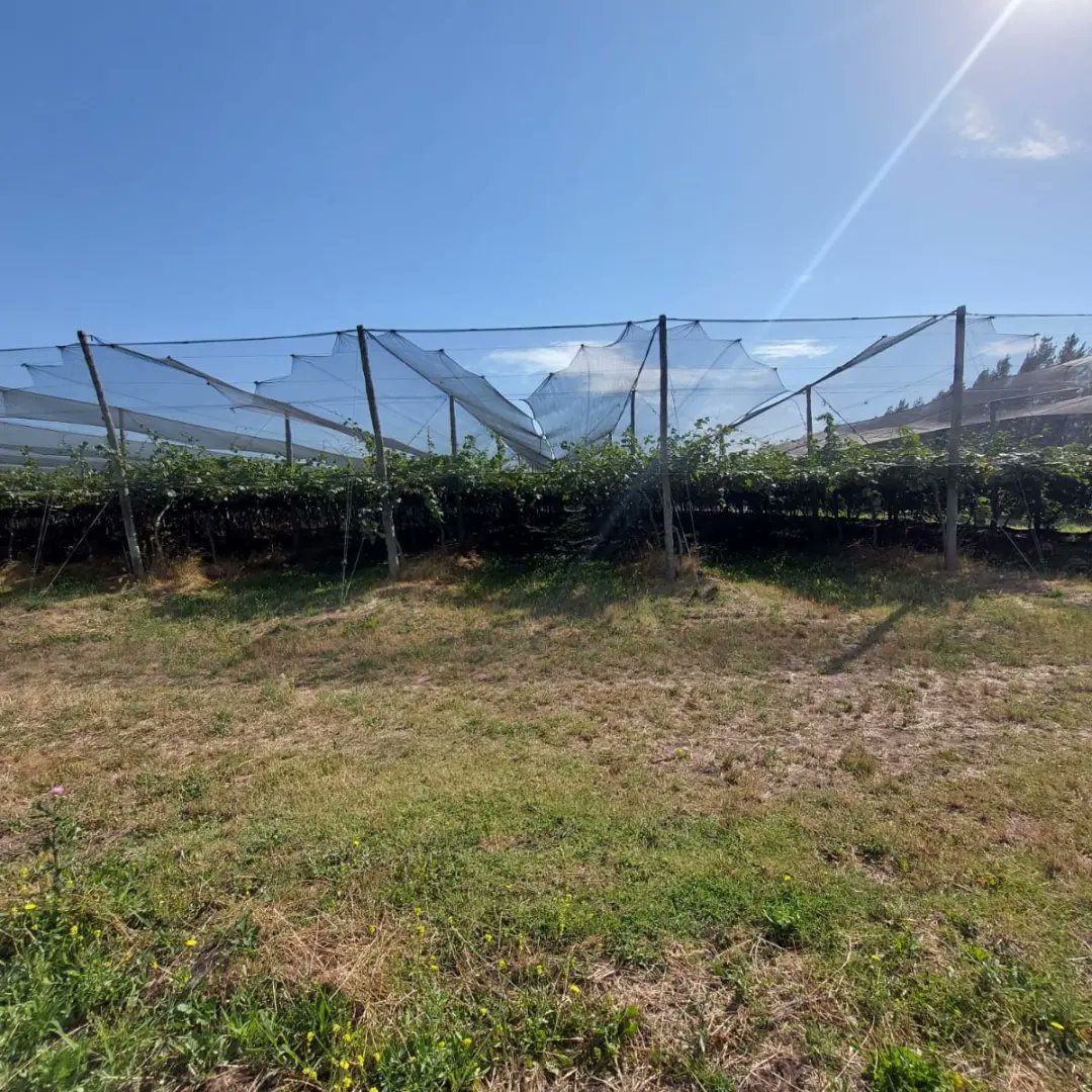 En el marco del estudio y caracterización de "larvas enruladoras" en plantaciones de kiwi del SE bonaerense, estamos recorriendo lotes trampeados para establecer la dinámica de las poblaciones con el objetivo de llegar a una práctica de manejo y control eficiente y sustentable