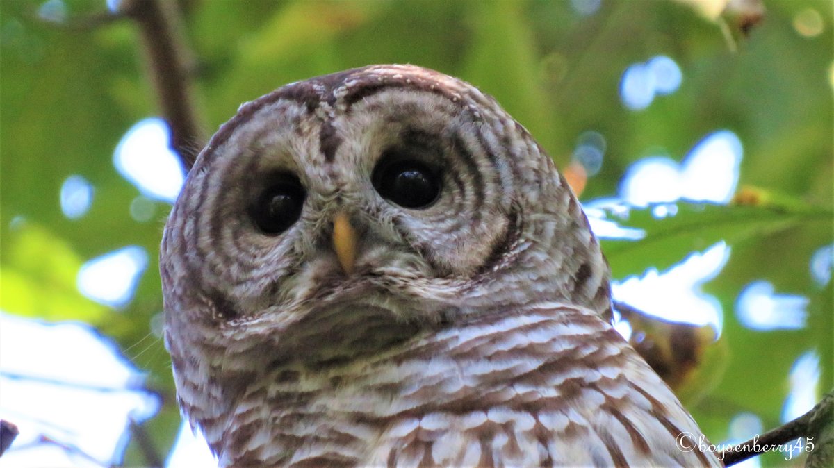 boysenberry45 tweet media