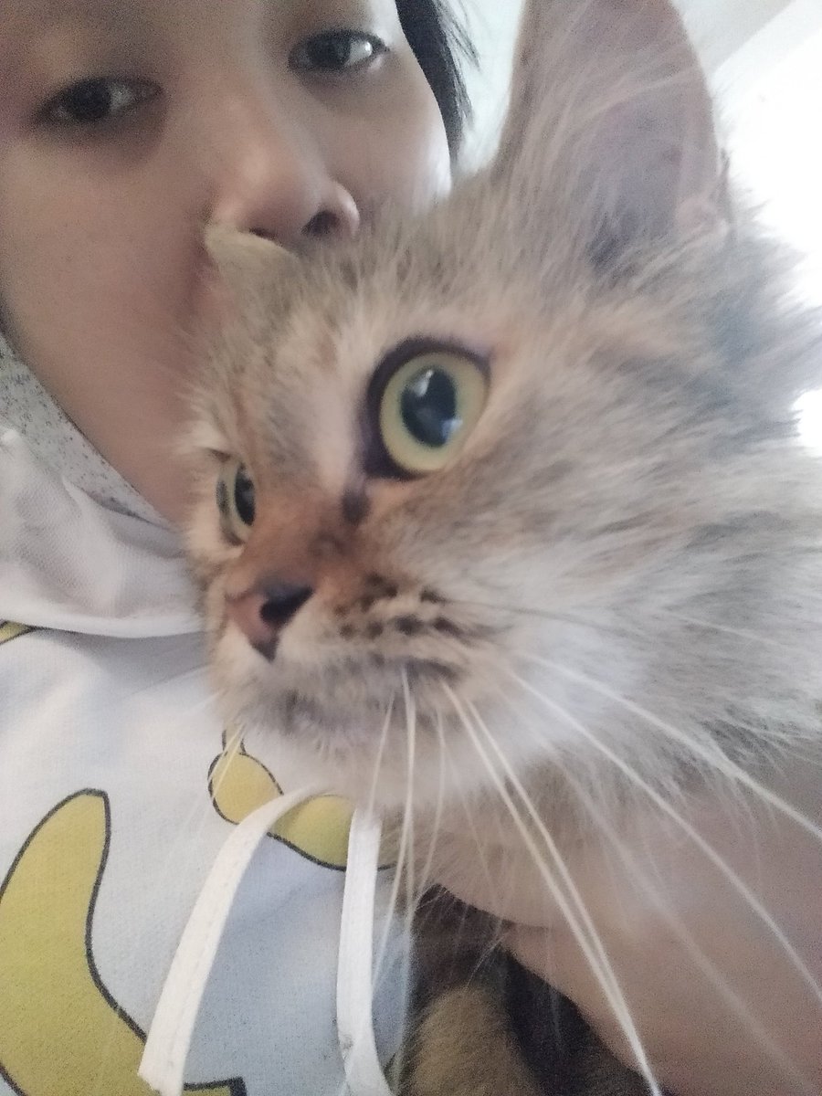 Cat knows good food ReemiyaCat #kucing #cats #cat #ilovemycat #adorable #sleeping #petsagram #lovecats #kittens #instagood #furry #catsagram #photooftheday #pets #meong #kitten #instacat #catstagram #toptags #petstagram #pet #lovekittens #kitty #instagramcats #meow #ilovecat