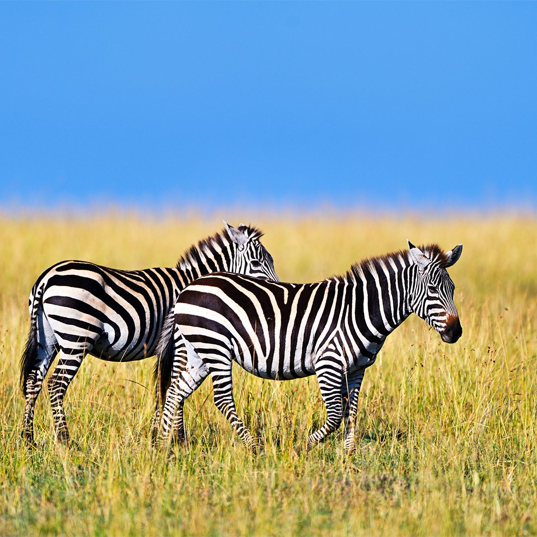 Plains zebras (Equus quagga) are the most common species of zebra but their habitat is shrinking due to many factors including farming and drought. They are already extinct in Lesotho and Burundi.

#EarthCapture by Poorna Kedar

#InternationalZebraDay