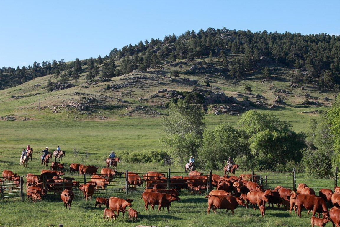 WyomingBeef's tweet photo. Wyoming Authentic exclusively sources cattle from Wyoming ranches who have been born, raised, and Grass-Fed in Wyoming! https://t.co/10GGkH2stf