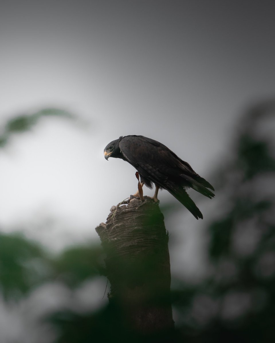 Kristian Gillies tweet media