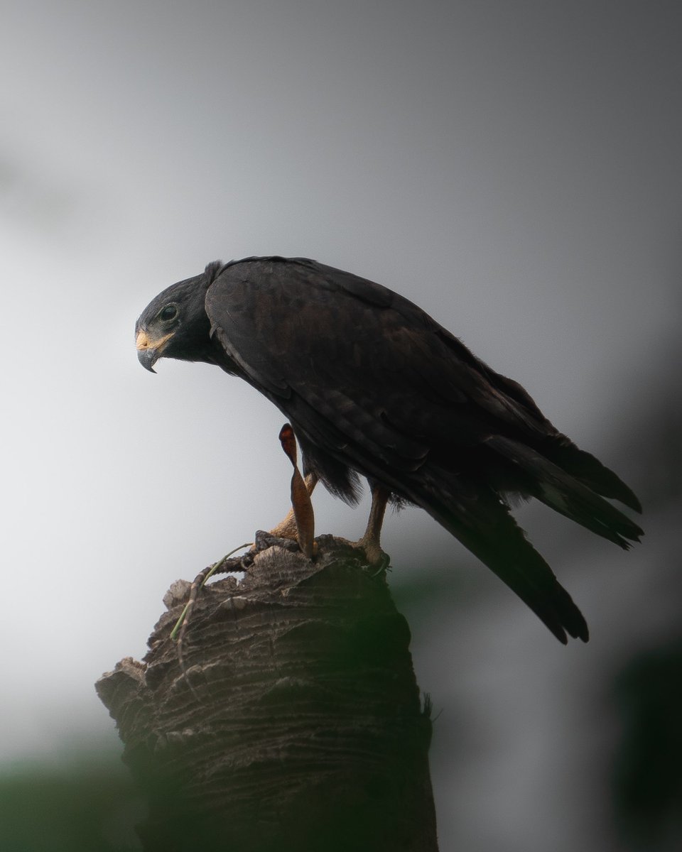 Kristian Gillies tweet media