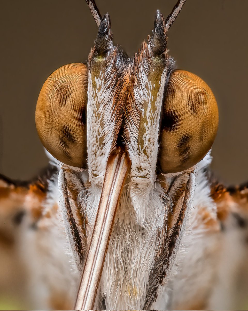 pbmacro's tweet photo. Butterfly portrait from a recently butterfly farm visit #butterfly #macrophotography #wildlifephotography #NaturePhotography #breakfreewitholympus #60mm #portrait https://t.co/bgGPZPnTRn