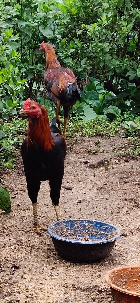 warenkrafting's tweet photo. Cerita tadi sore saat berada dirumah telah terjadi kecelakaan di patok ayam 
#kecelakaan https://t.co/fP8pH3lR12