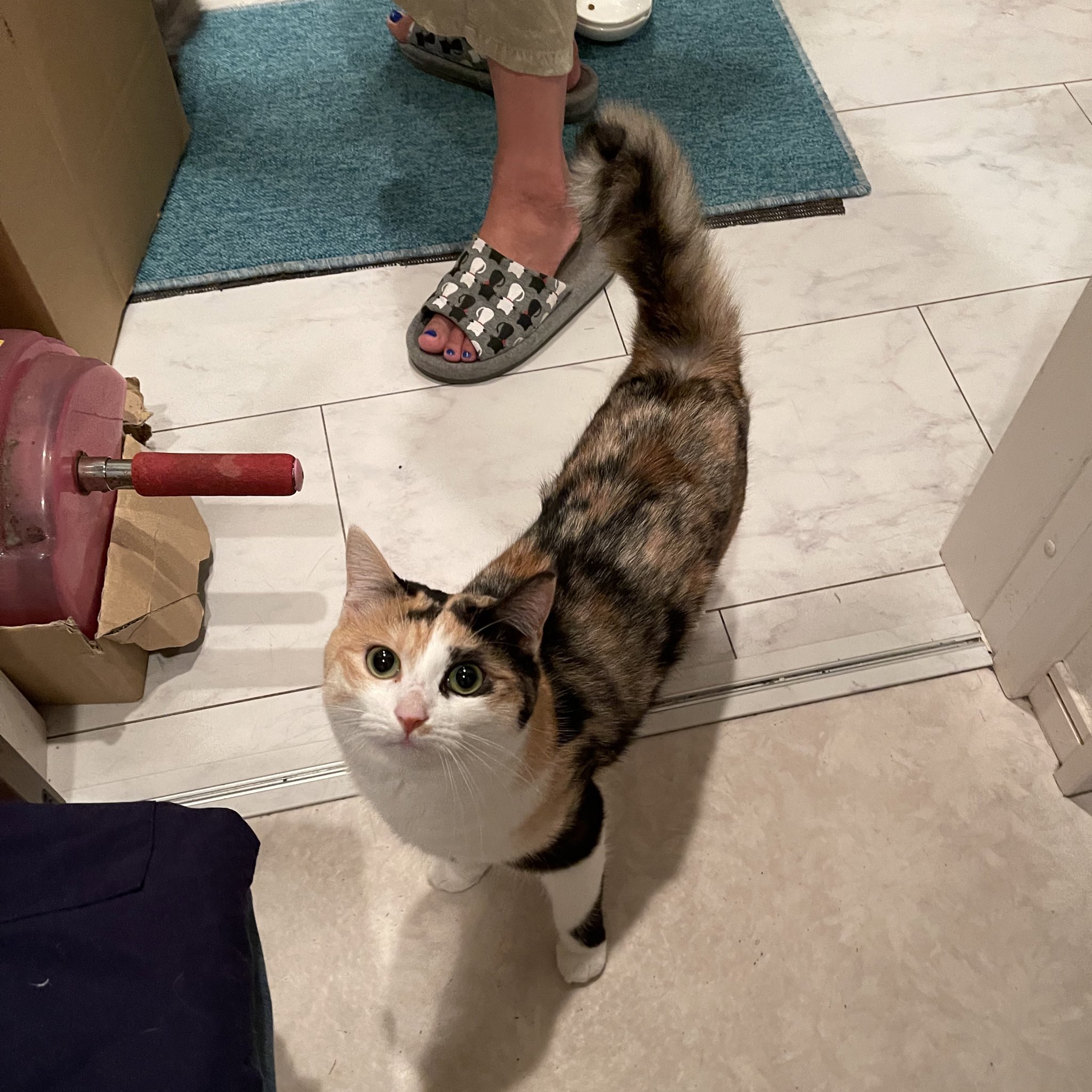 Taroutougane お風呂から出ただけでシッポがぴーんのブルブル震わせてスリスリ ごっつんしてくる寂しがり屋の甘え坊の子です 猫がいる暮らし Cat 猫 ネコ ねこ 猫好き にゃんこ 保護猫 猫好きさんと繋がりたい 寂しがり屋の甘えん坊