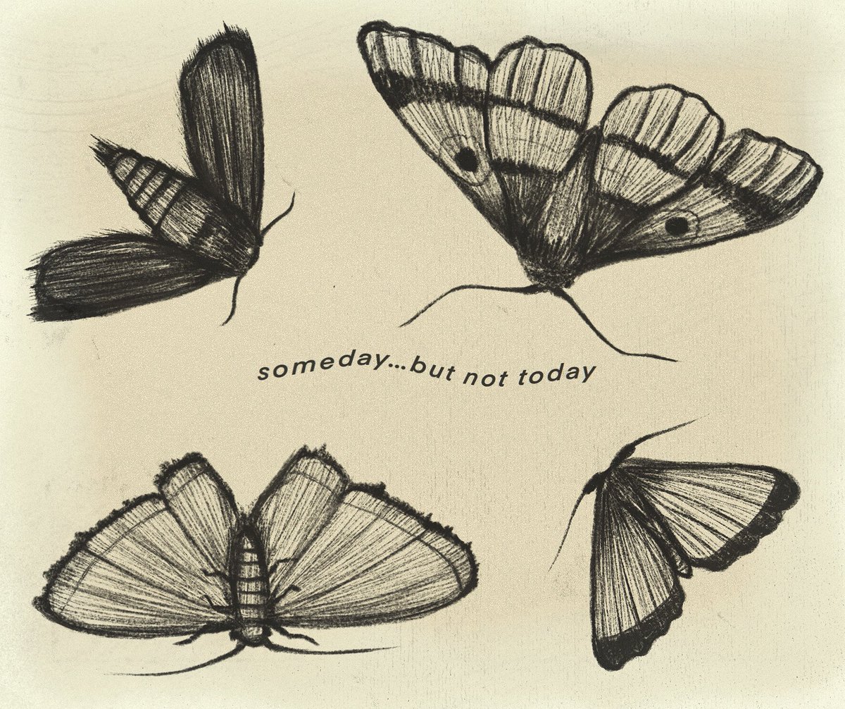Insectsio's tweet photo. 🍃 https://t.co/5I35h6QiQ0