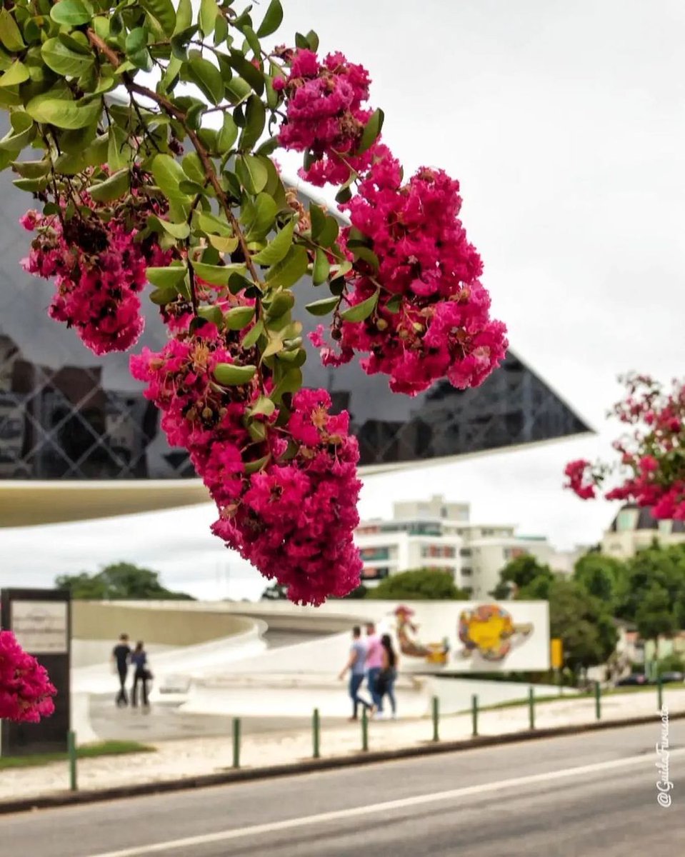 HojeCuritiba's tweet photo. Bom dia, Curitiba 🥰✨

📸 @guidafurusato https://t.co/VXu2cofGz1