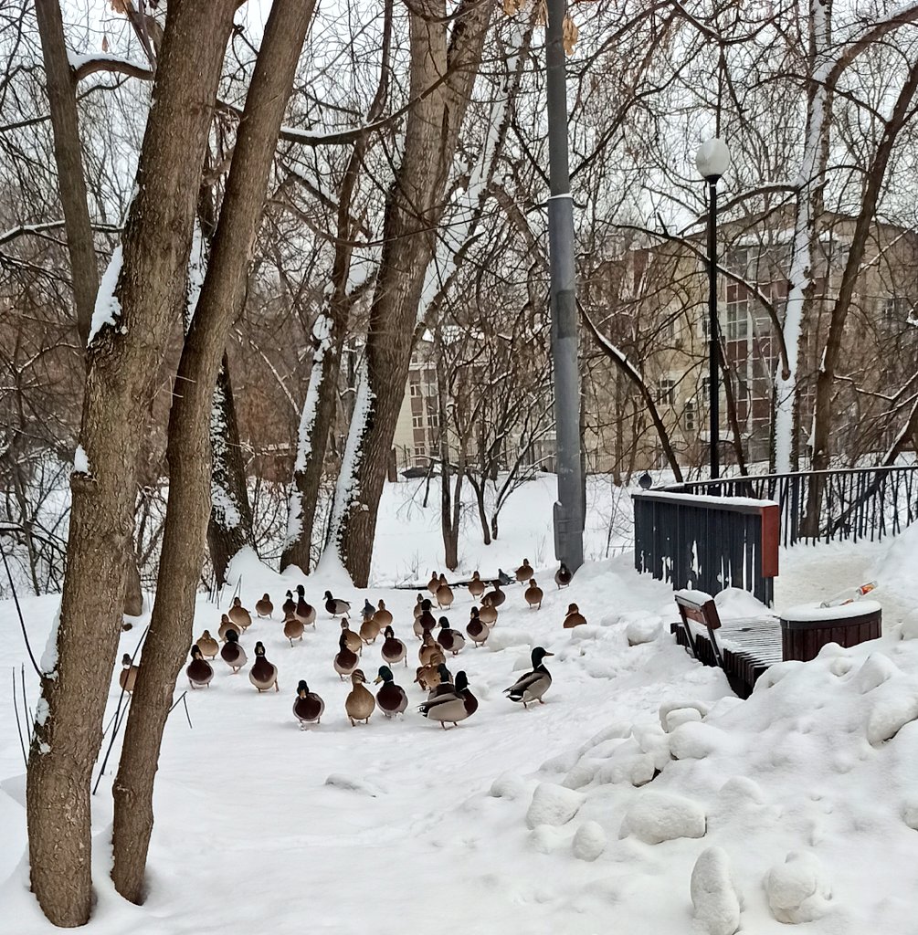 greenieaid's tweet photo. Идёшь такой в сторону моста, а тебе на встречу бегут утки. https://t.co/78IeKy50ZZ