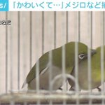 鳴き声で判明？鳥獣保護法で飼育が禁止されている鳥を飼っていた男が書類送検!