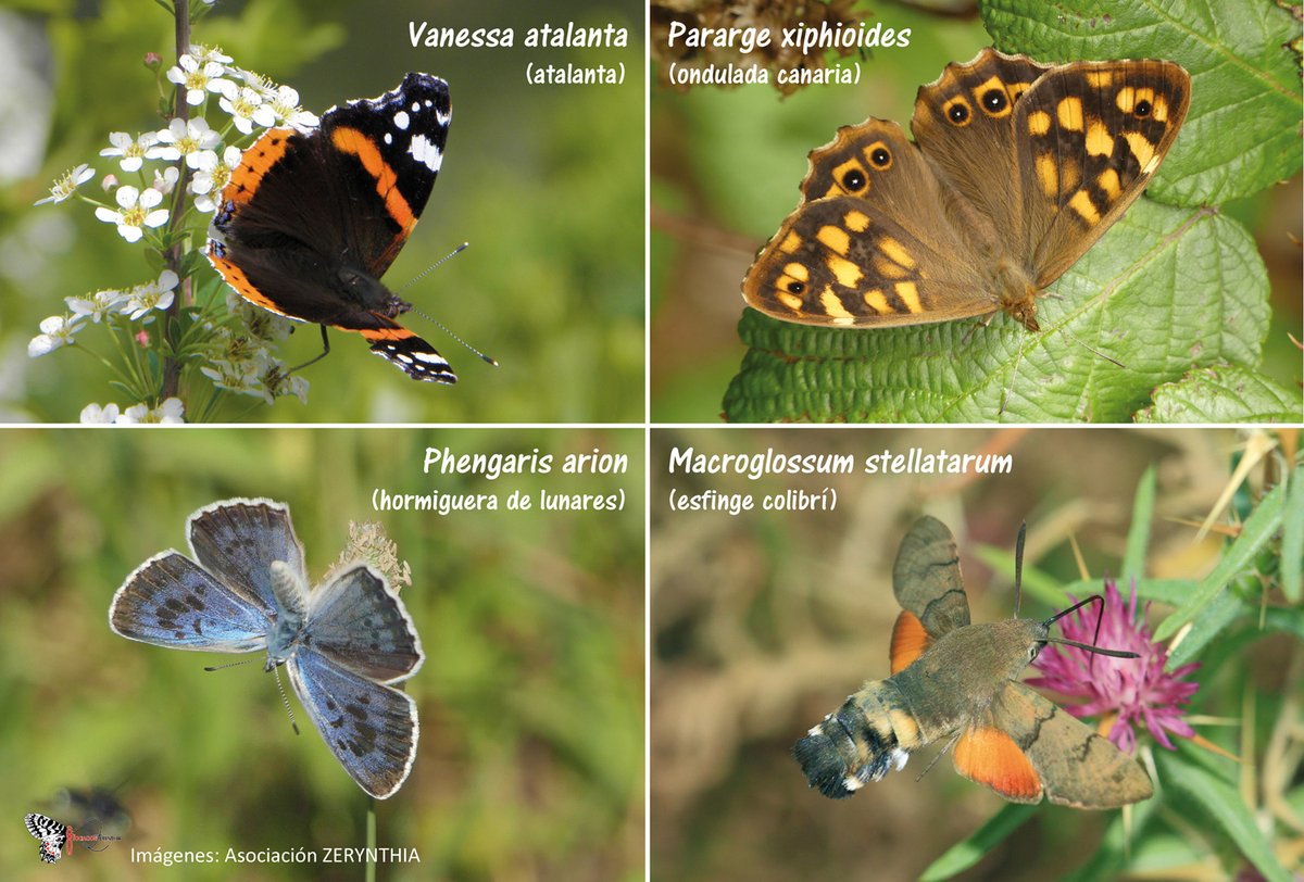asocZERYNTHIA's tweet photo. 📢📢Último día para elegir la #MariposaDelAño 2⃣0⃣2⃣2⃣ ‼️Comienza la cuenta atrás ⌛️. Solo quedan 12 horas para escoger tu favorita!! 😍 Puedes hacerlo aquí: https://t.co/Z5X6KE8QOZ
En los próximos días conoceremos el resultado! 🏆 https://t.co/cg0IeWOWOA