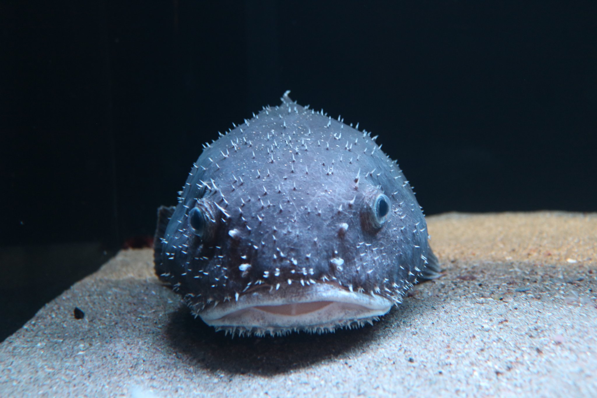 Quite Interesting on X: The blobfish (Psychrolutes microporos) is