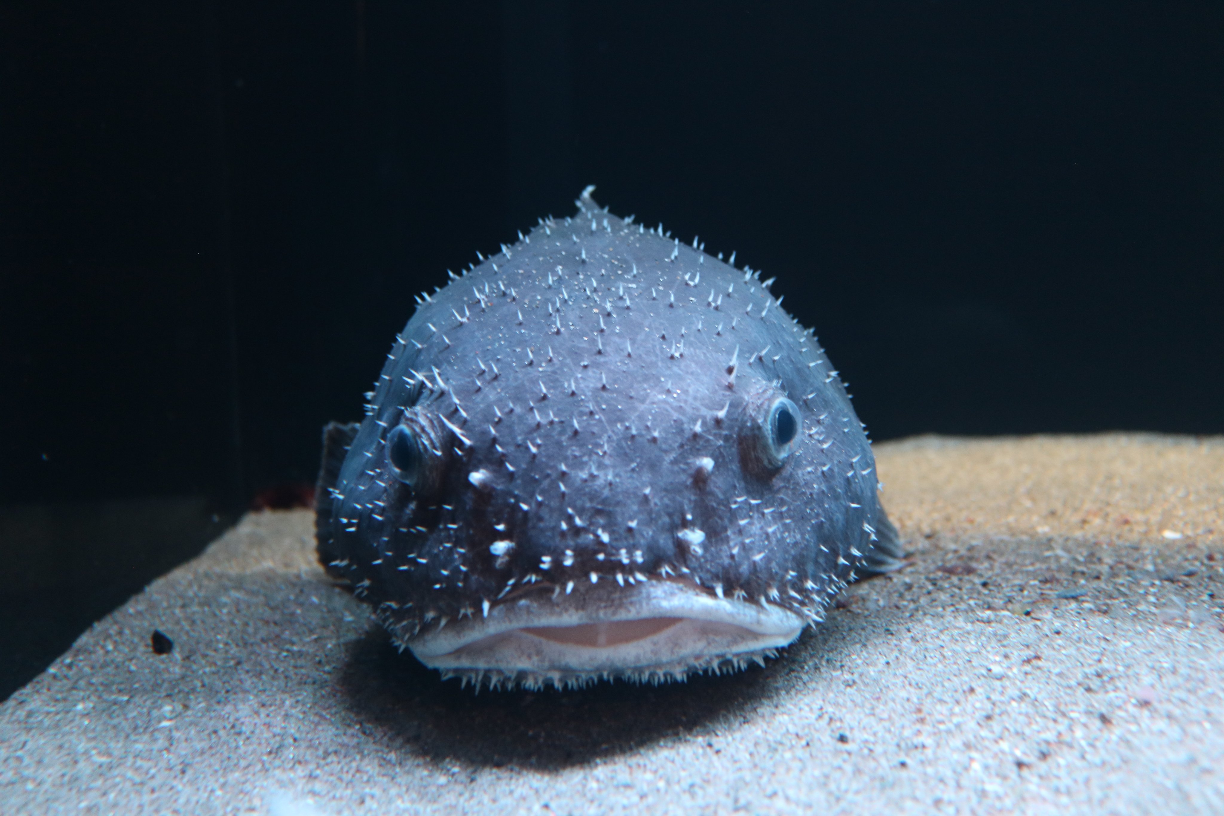 A blobfish underwater