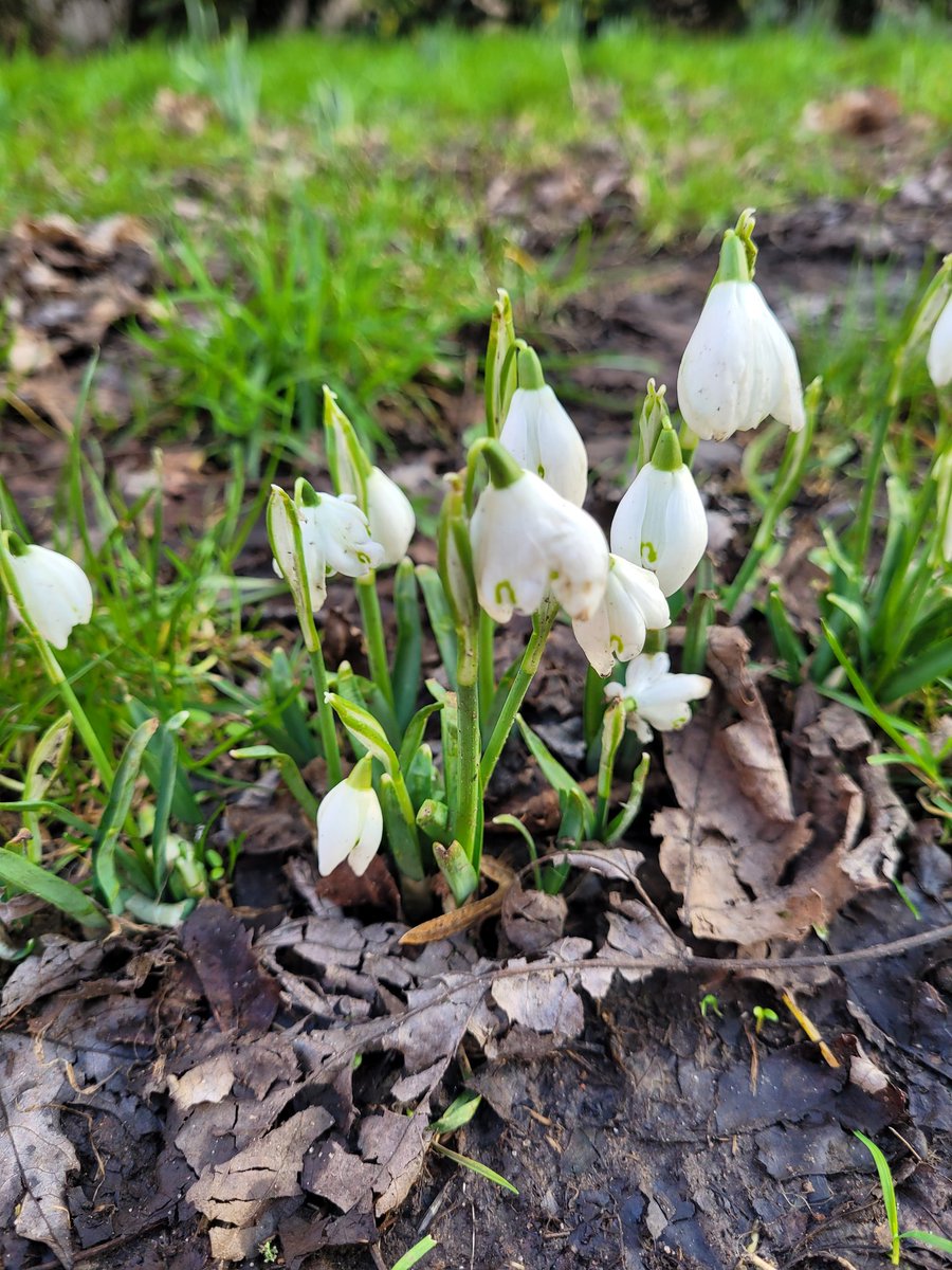 Poll_RSG's tweet photo. The snowdrops we planted on the corner of Leslie Street and Keir Street are always the first flower of the year in East Pollokshields. https://t.co/2EFW9ncWzX