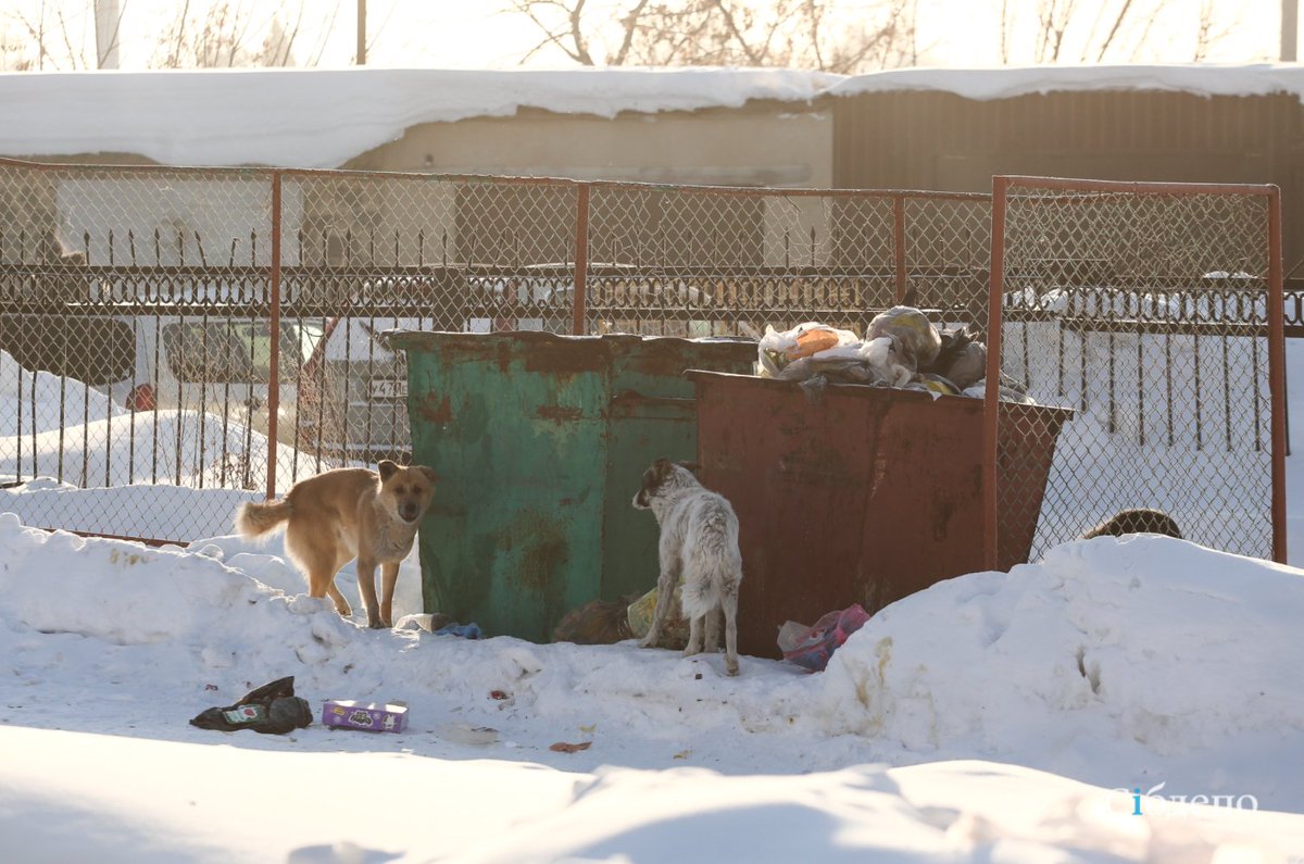 iamproffi's tweet image. Оказывается, в стаях бездомышей на наших улицах виноваты зоозащитники. Это они придумали выпускать собак и кошек после отлова снова на улицу и они же их подкармливают, не дают тихо-мирно умирать от голода и холода.А еще не забирают сразу всех себе домой...😏
#бездомныеживотные