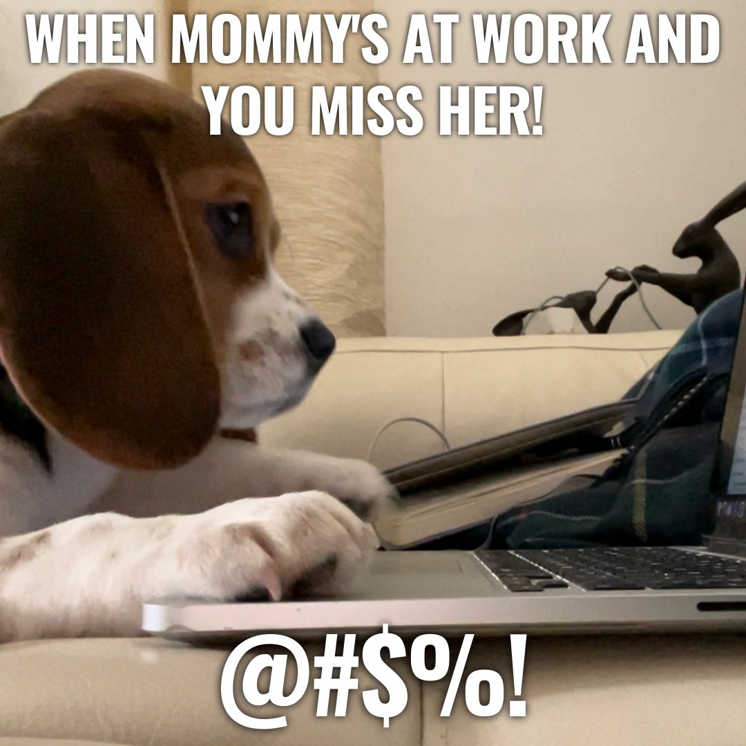 Do Dogs Understand Facetime