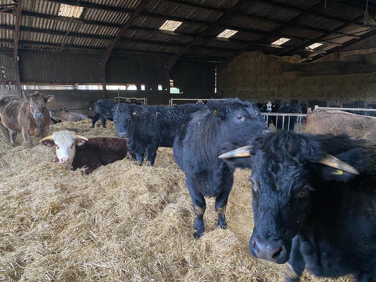 ArtisanButchery's tweet photo. Down on Westbury Manor Farm this morning with The Shoe, Exton &amp; The Bucks Head, Meonstoke selecting some home bred Aberdeen Angus cattle. #farmer #butcher #chef #farmtofork #localproduce #workingpartnerships https://t.co/IOdkct2nPf