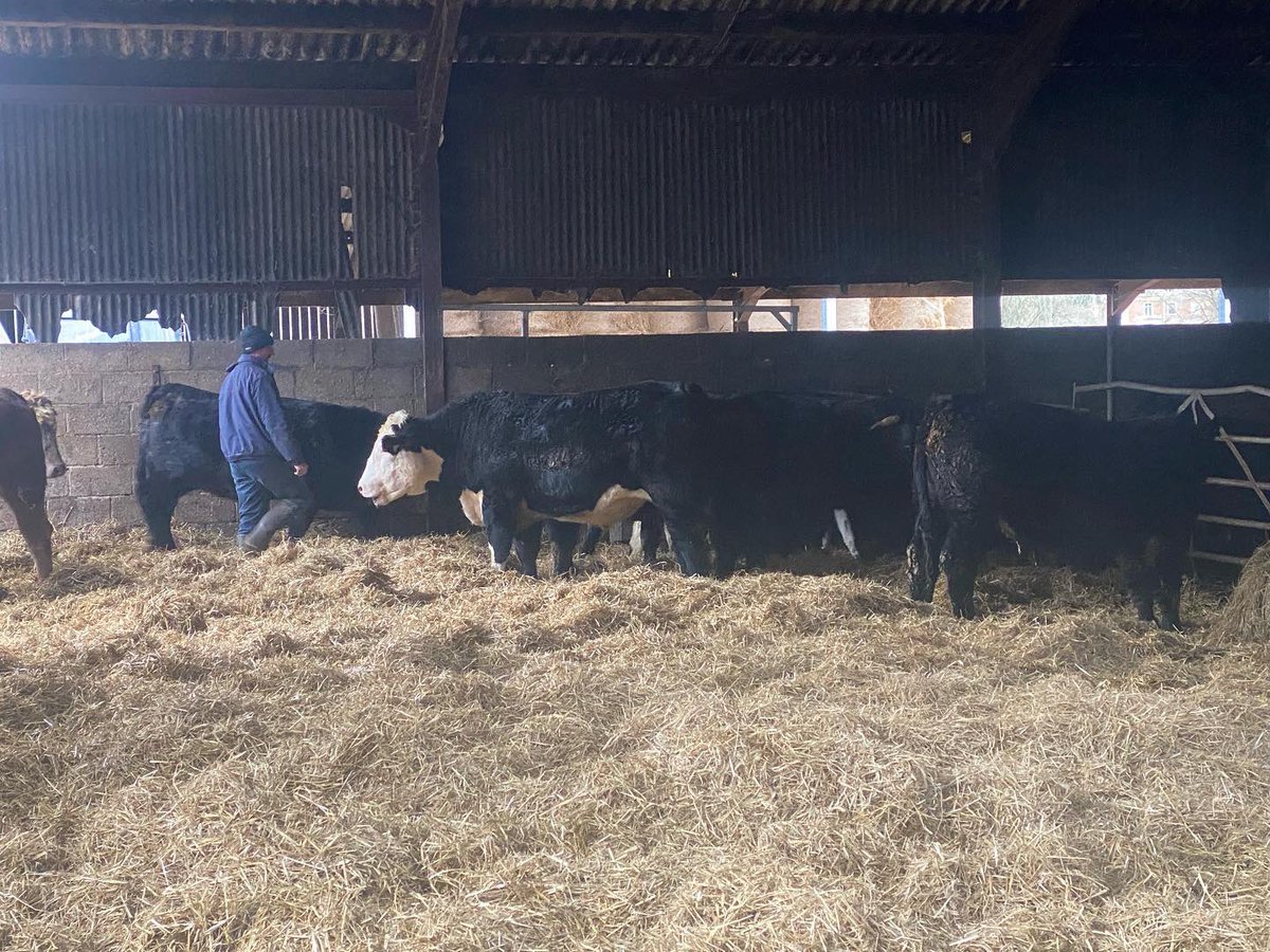 ArtisanButchery's tweet photo. Down on Westbury Manor Farm this morning with The Shoe, Exton &amp; The Bucks Head, Meonstoke selecting some home bred Aberdeen Angus cattle. #farmer #butcher #chef #farmtofork #localproduce #workingpartnerships https://t.co/IOdkct2nPf