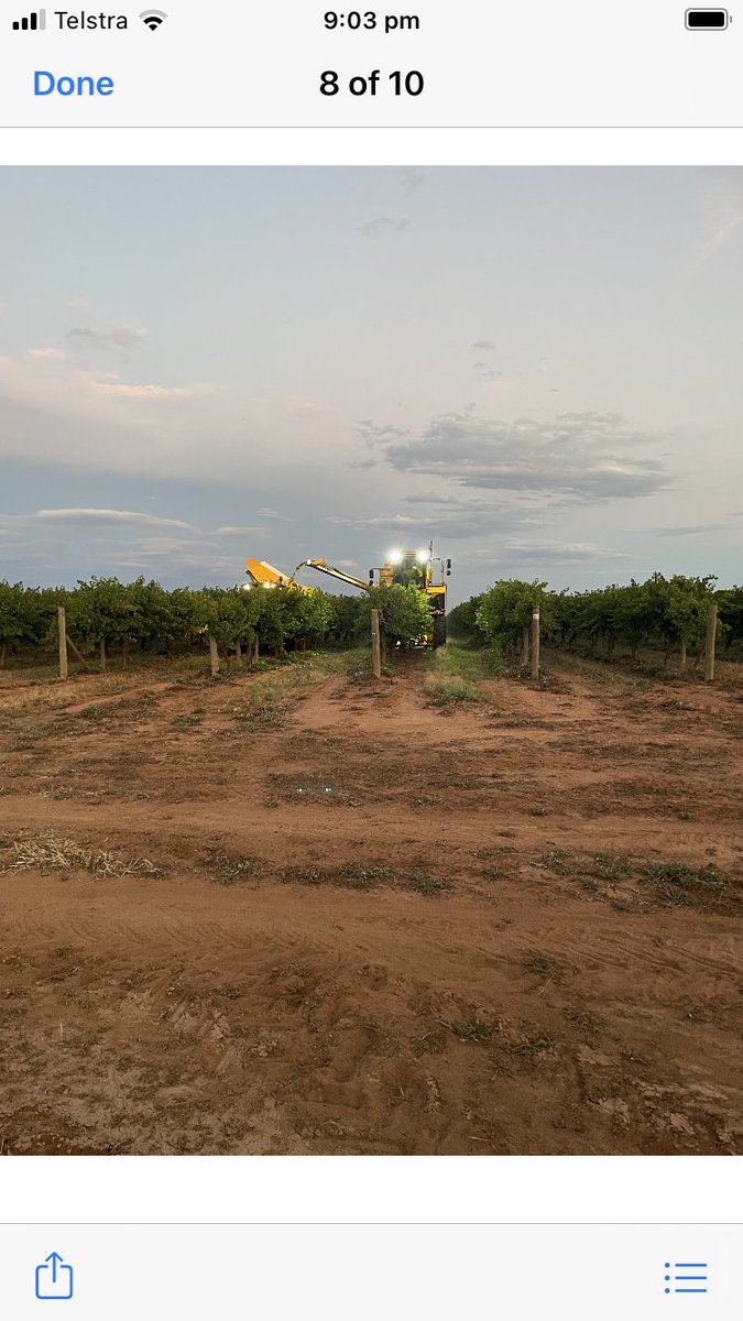 Lehmo75's tweet photo. Bit of Sav Blanc coming off on Balmy January night out Loxton North way. https://t.co/ARZva3pC56