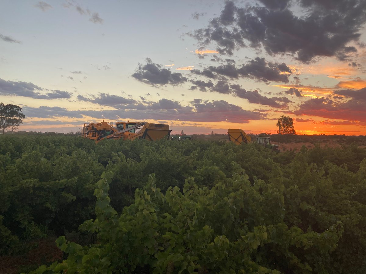 Bit of Sav Blanc coming off on Balmy January night out Loxton North way.
