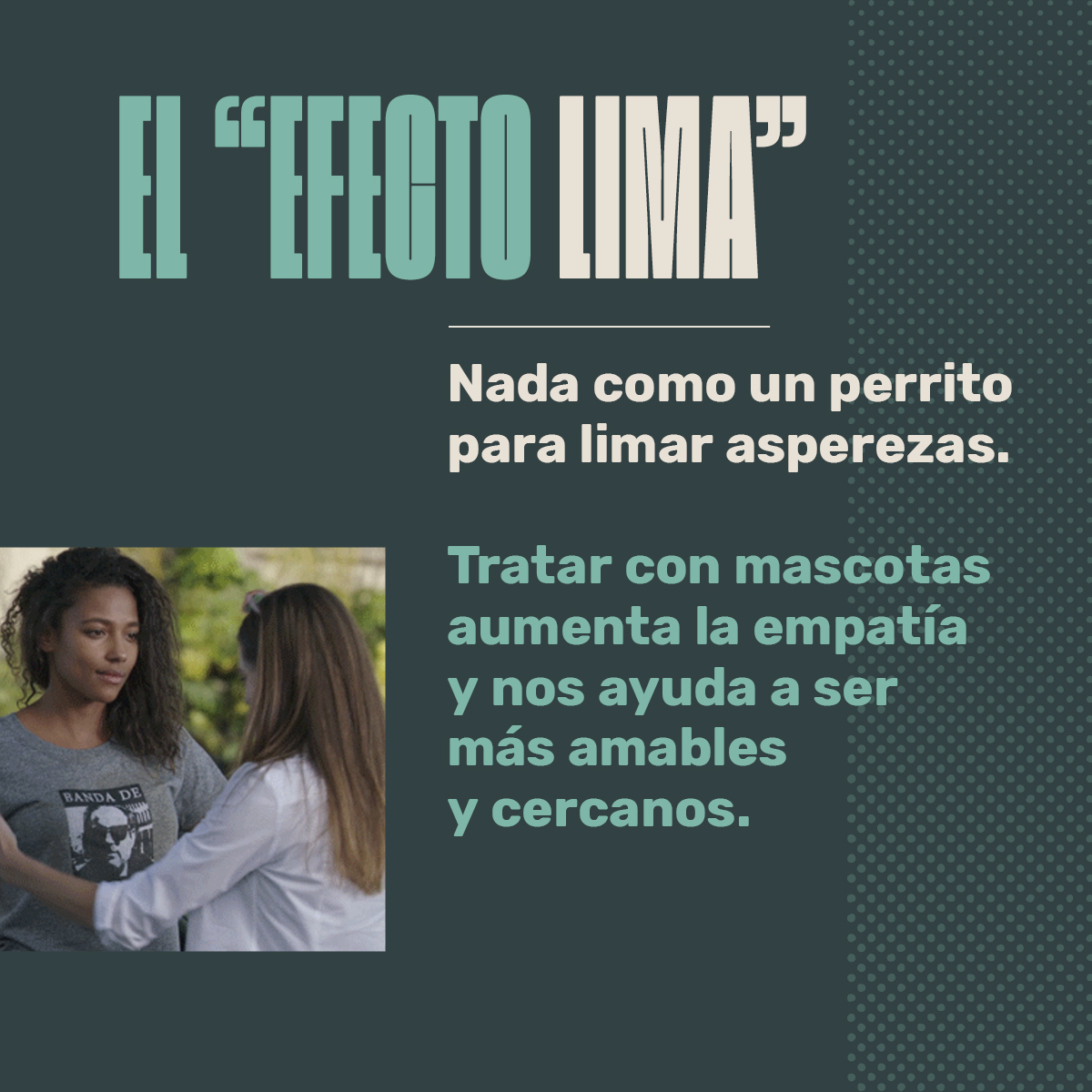Animalhub_es tweet picture