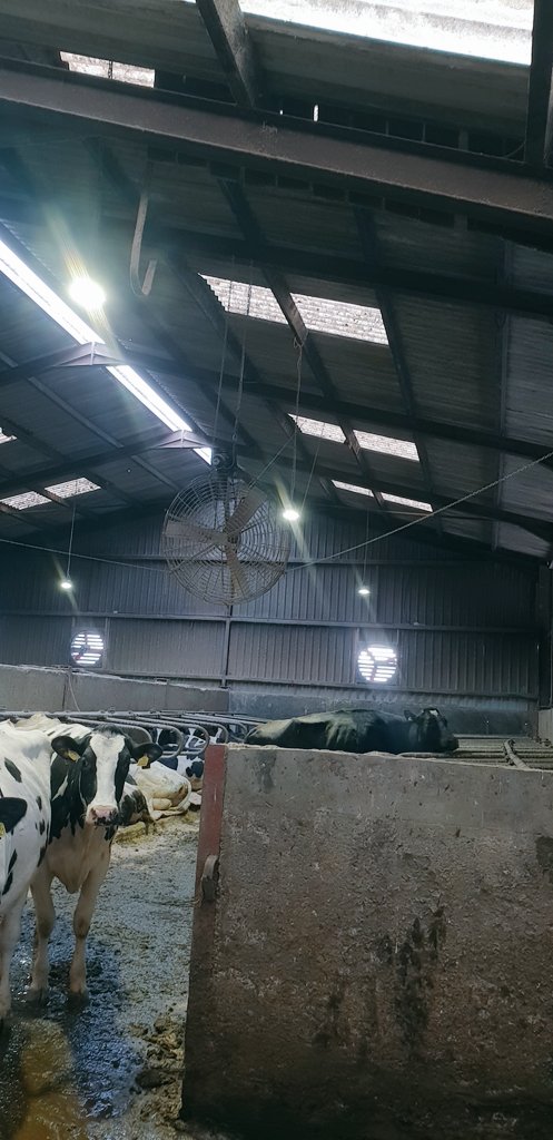Single phase, Multifan intake and basket fans stopped heatstress last summer in Angelsey. Multifans are on 12 weeks delivery if this is your only option.