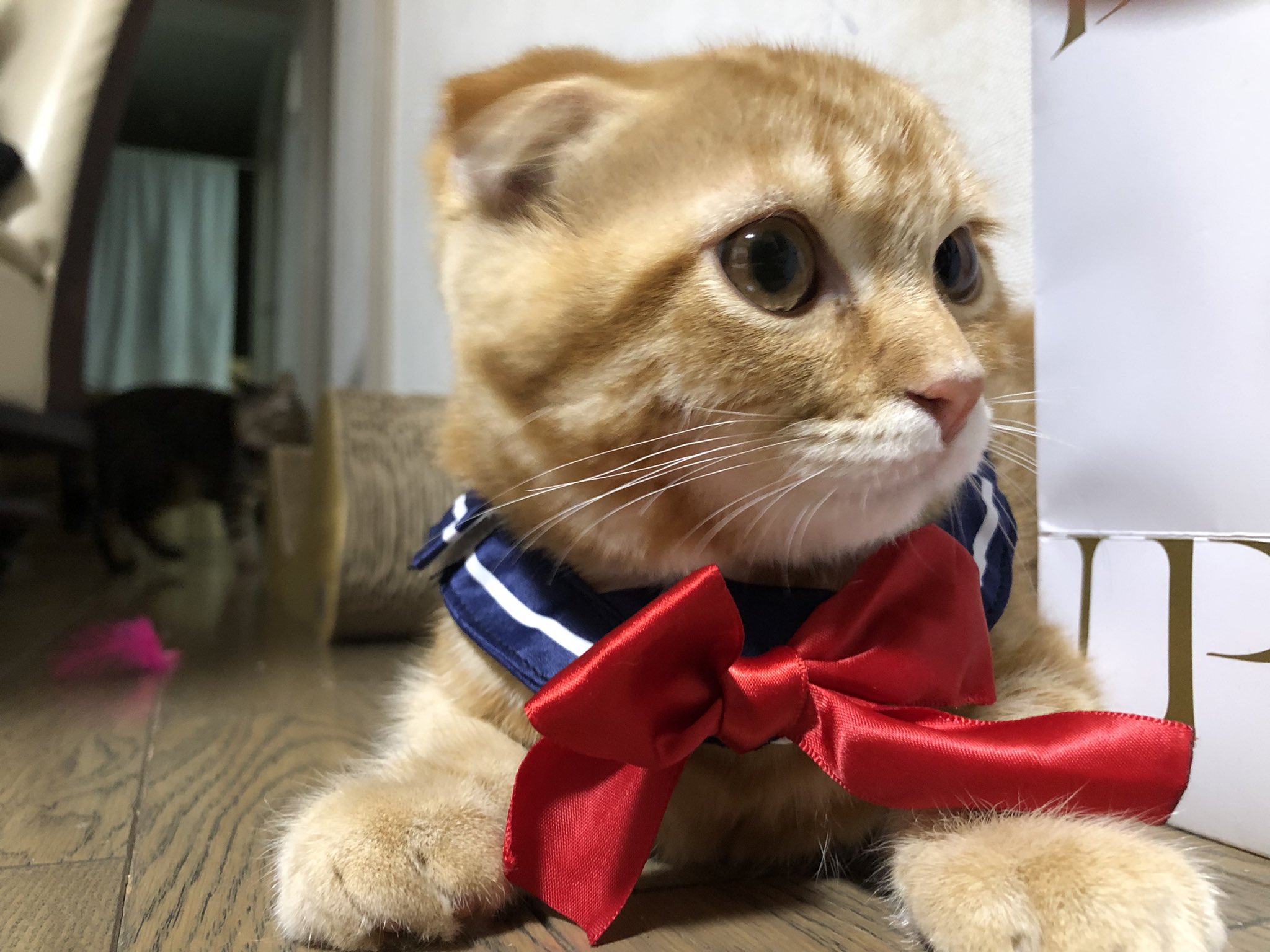立ち耳猫 Twitter Search Twitter