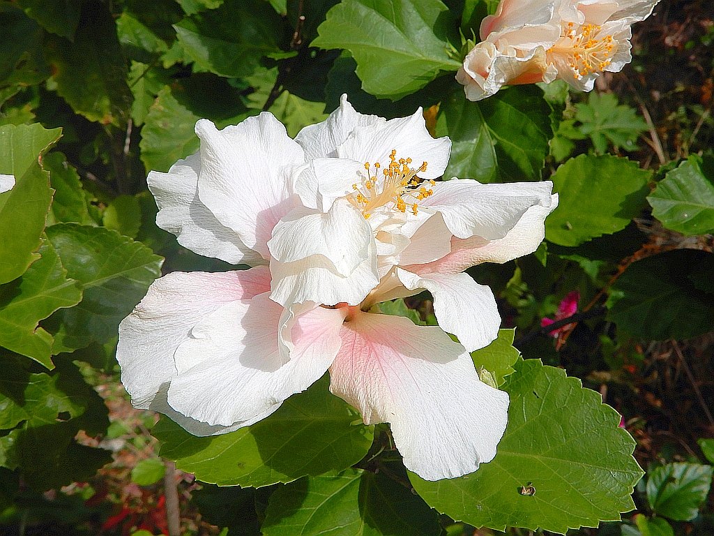 庭の白い八重咲きのハイビスカスが陽射しを受けて綺麗に咲いています。 The white double-flowered hibiscus in the garden is in full bl