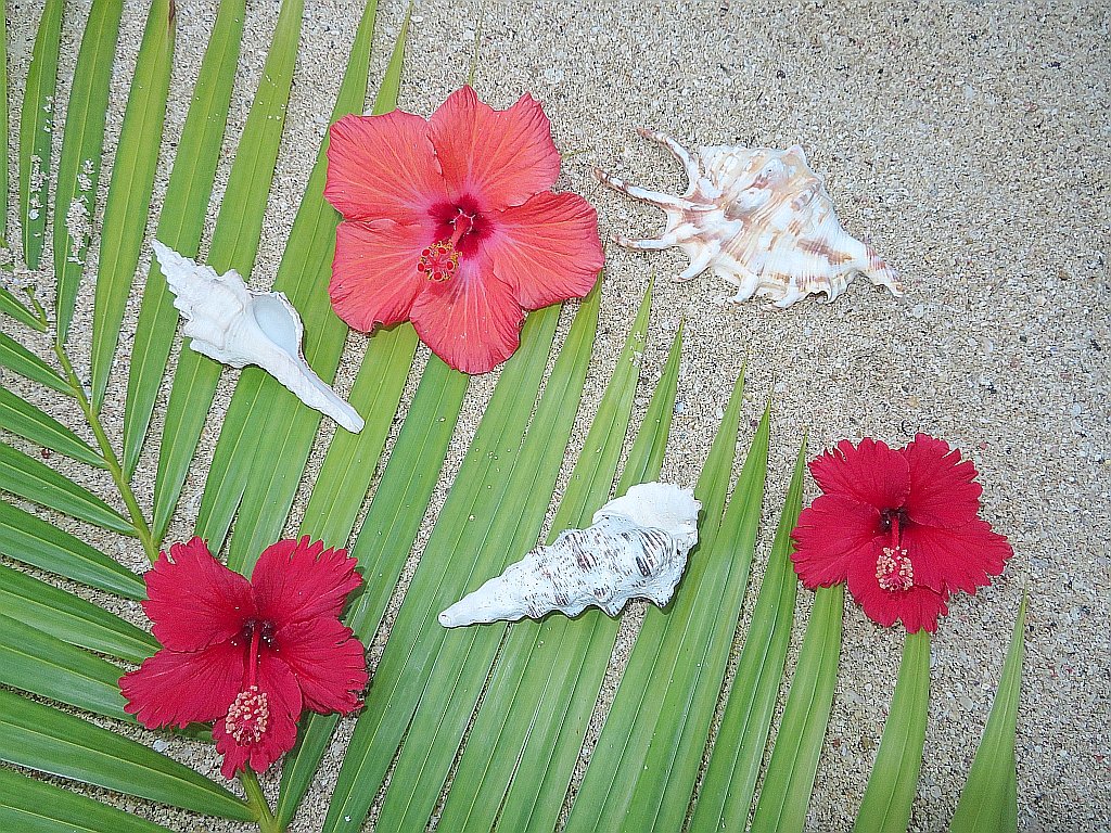 夕方の浜辺でハイビスカスとヤシの葉の緑が鮮やかです。 Hibiscus flowers and palm greens are vibrant on the beach in the even
