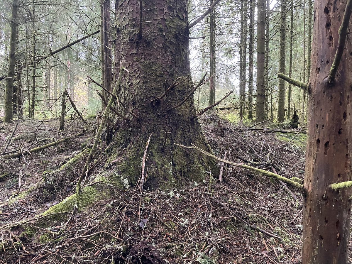 forest_dynamics's tweet photo. @ForestryLS your forest management plans describe the old growth Sitka spruce of Mackenzie’s Grove as “treasured.” Clear-felling is underway close by, will adequate buffer areas and large trees be retained for succession and wind protection? https://t.co/2JBTN6w2rW