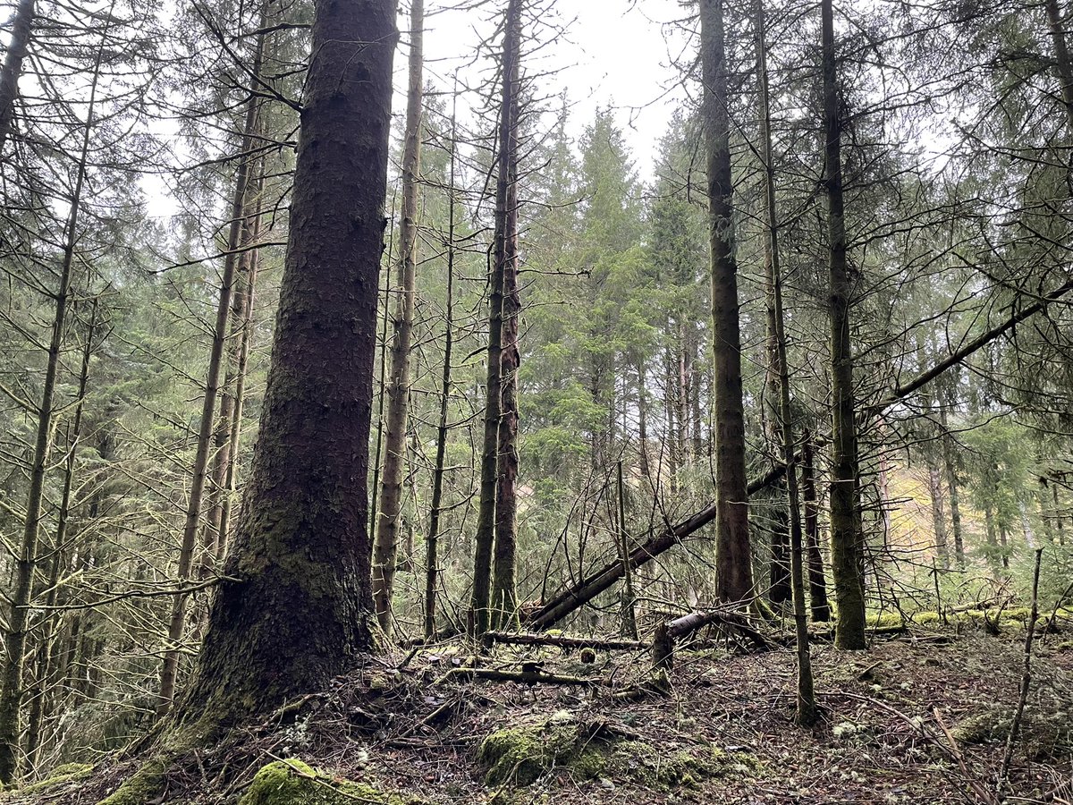 forest_dynamics's tweet photo. @ForestryLS your forest management plans describe the old growth Sitka spruce of Mackenzie’s Grove as “treasured.” Clear-felling is underway close by, will adequate buffer areas and large trees be retained for succession and wind protection? https://t.co/2JBTN6w2rW