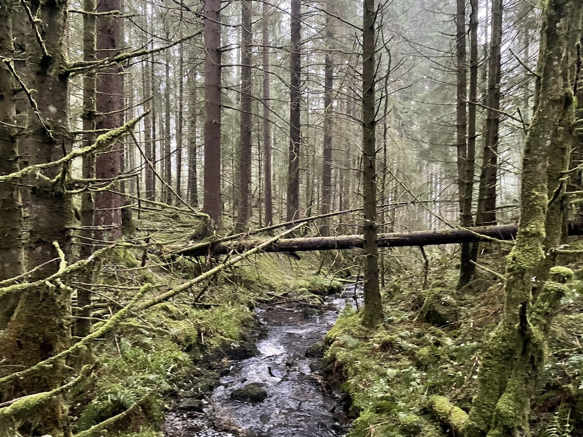 forest_dynamics's tweet photo. @ForestryLS your forest management plans describe the old growth Sitka spruce of Mackenzie’s Grove as “treasured.” Clear-felling is underway close by, will adequate buffer areas and large trees be retained for succession and wind protection? https://t.co/2JBTN6w2rW