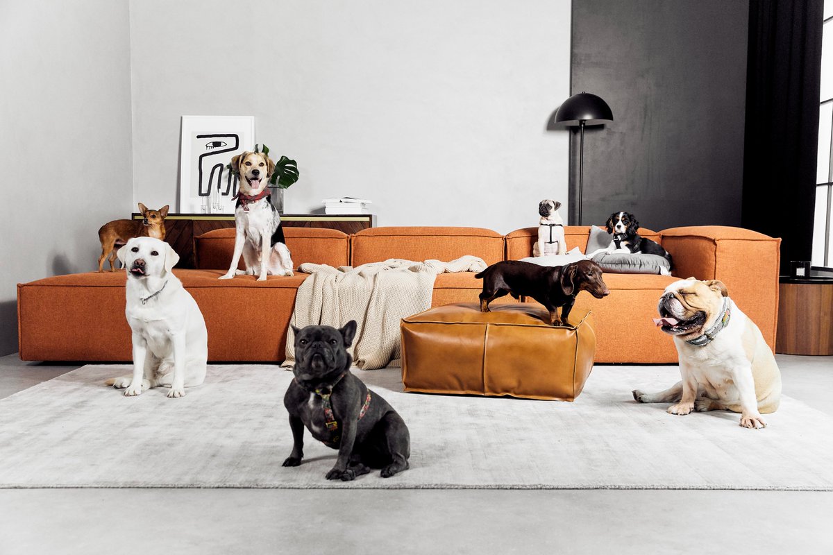Paw-fect office days: Everyday is Take-your-Dog-to-Work-Day at #Westwing. Our #bestfriends do not only help increasing #productivity but also #creativity. We just love our fluffy team members. #WestwingDogs