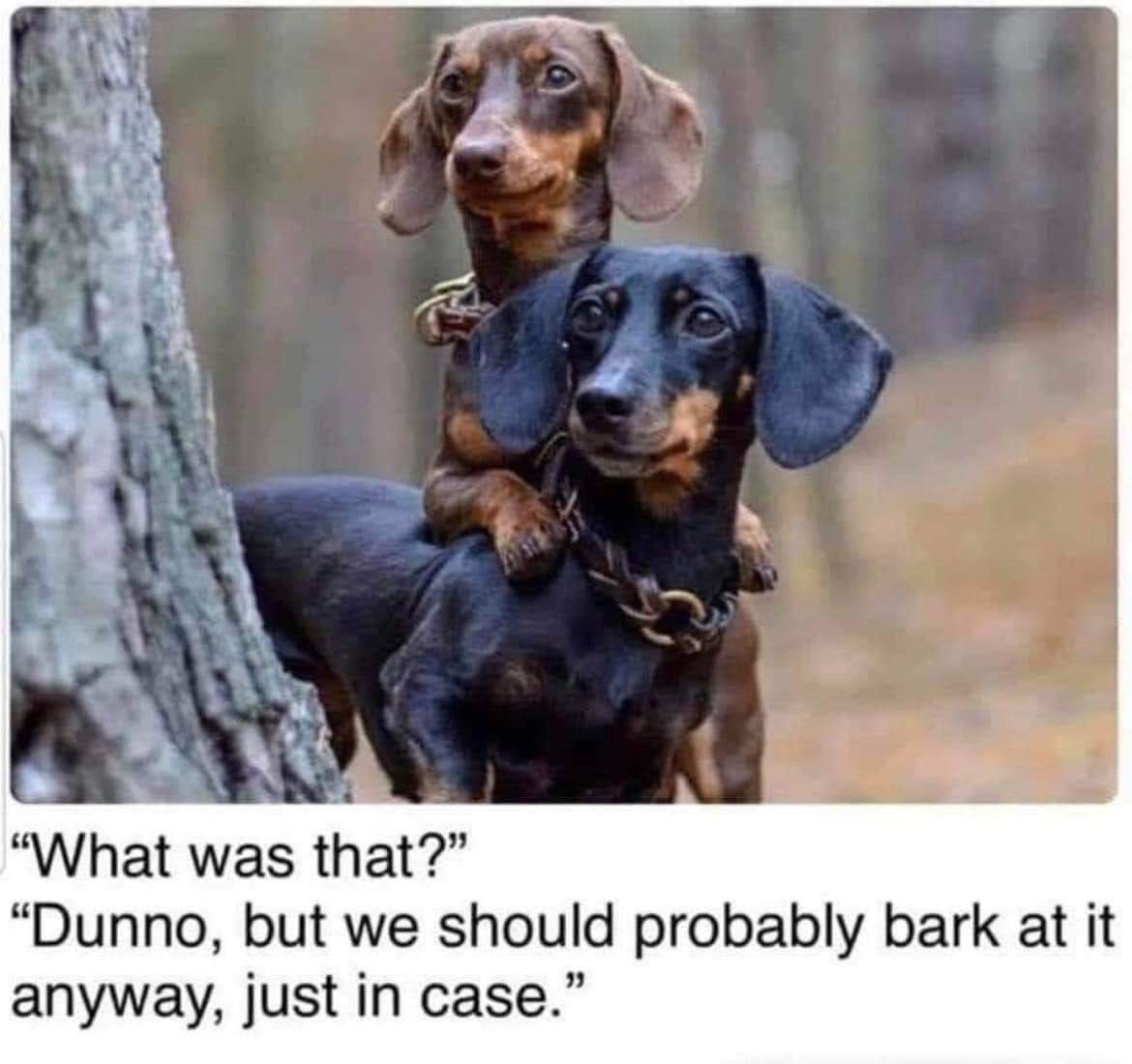 sausage dog central amazon