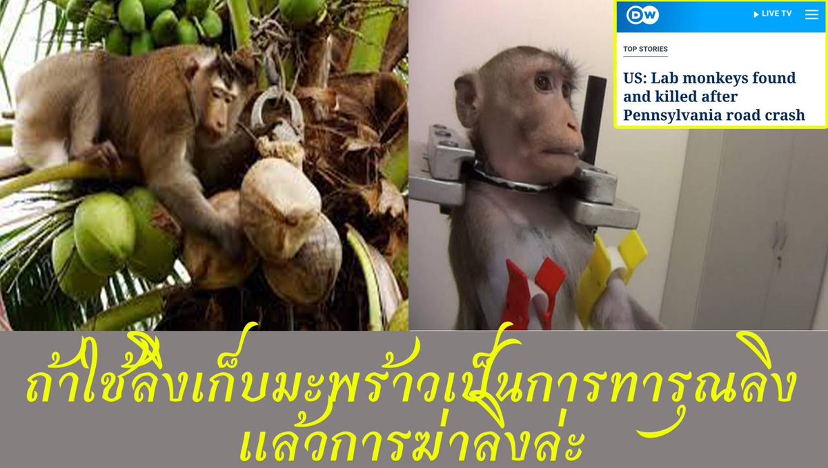 kntppt's tweet photo. ทำไมการทดสอบยาเคมีต่างๆ ต้องนำสัตว์มาทดลองโดยเฉพาะลิง ซึ่งผิดปกติมากที่อยู่ๆ การเพาะพันธุ์ลิงจะเพิ่มขึ้นและหายไปได้อย่างรวดเร็ว แถมยังเป็นการเสี่ยงต่อการแพร่กระจายเชื้อโรคสู่คน ไม่ว่าจะเป็นไข้หวัดนก ซาร์ส และโรคไข้สมองฝ่อ

#USMonkey
#Labmonkey
#ลิงเก็บมะพร้าว https://t.co/GxFsK04Hm6