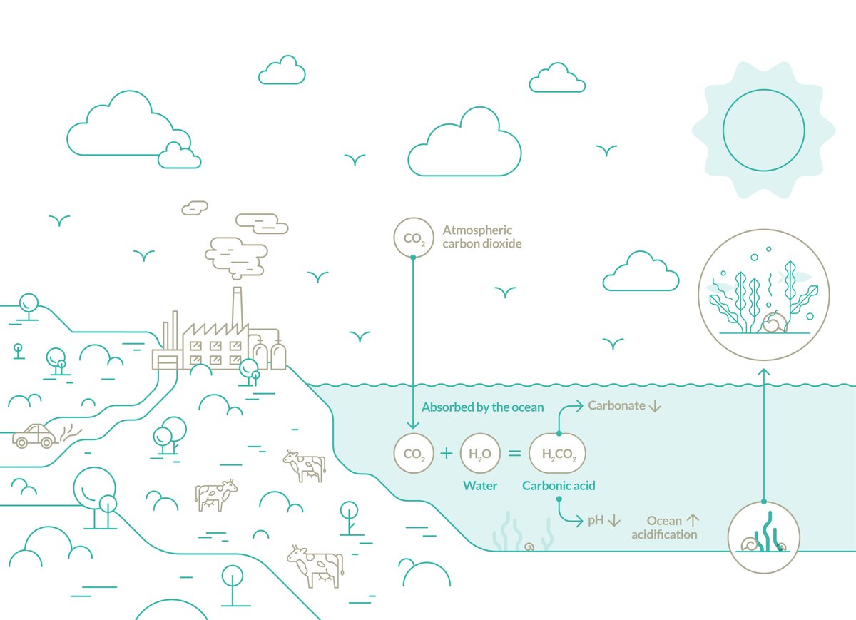 CMEMS_EU's tweet photo. 🌎 🌊 The #Ocean absorbs 20-30% of the excess CO2 released since the pre-industrial era.  As the ocean continues to absorb more CO2 it becomes more acidic. Learn more about #OceanAcidification on @Copernicus_EU #Marine’s #OceanExplainers portal 👉 https://t.co/wblpHp2Evo https://t.co/mu2tmuJTV9