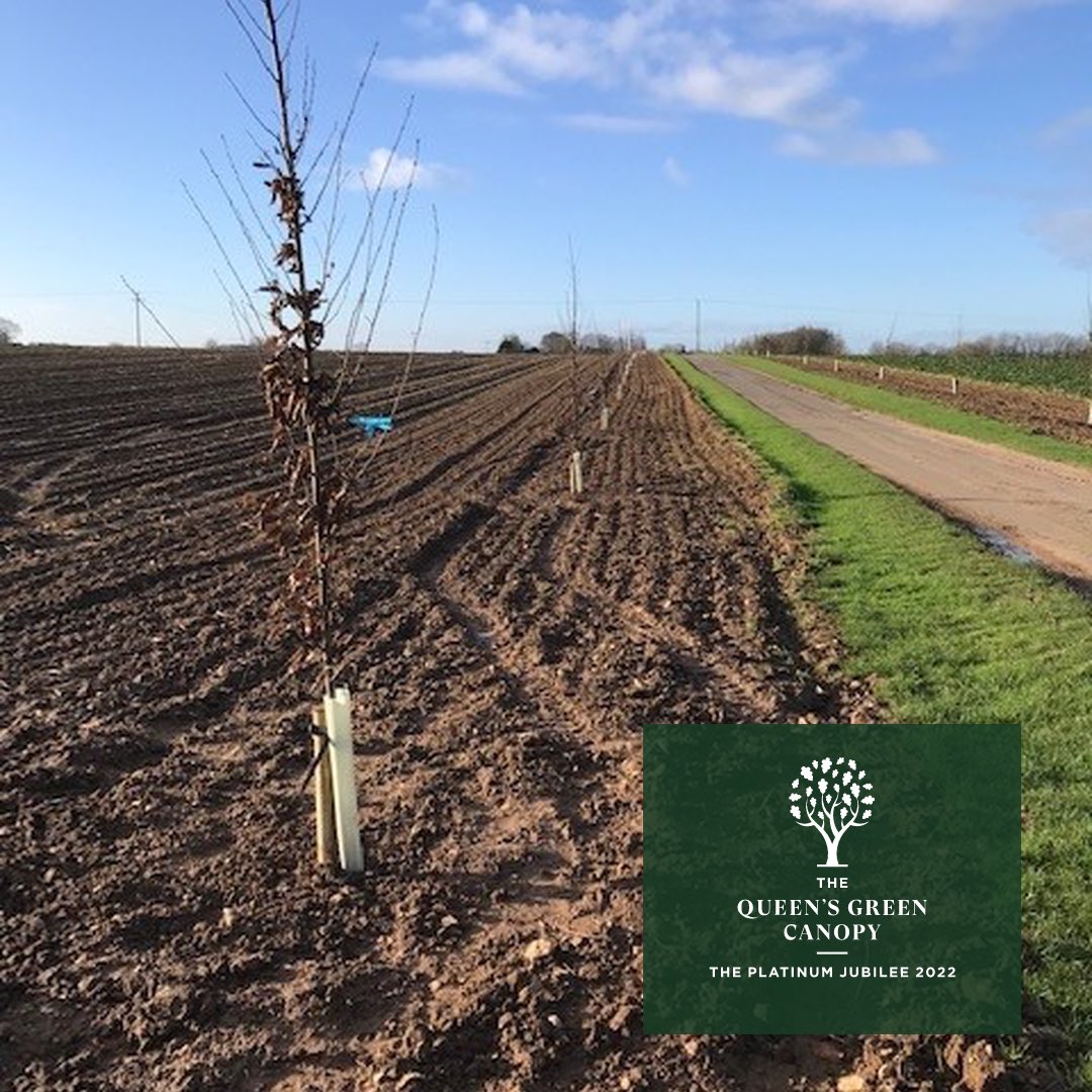 70 hornbeam planted either side of one of the farm drives to mark the Queen’s platinum jubilee 👌 #queensgreencanopy #plantatreeforthejubilee