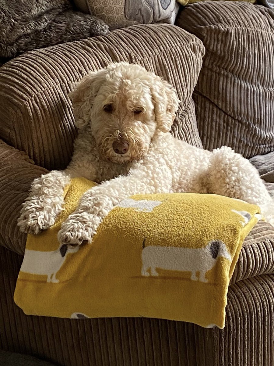MiloMoomin's tweet photo. My hoomans have gone on their Holibobs and left me. As you can see, I’m suffering tremendously #BetterThanHome #DontRushBack https://t.co/wg0OAKVKoP