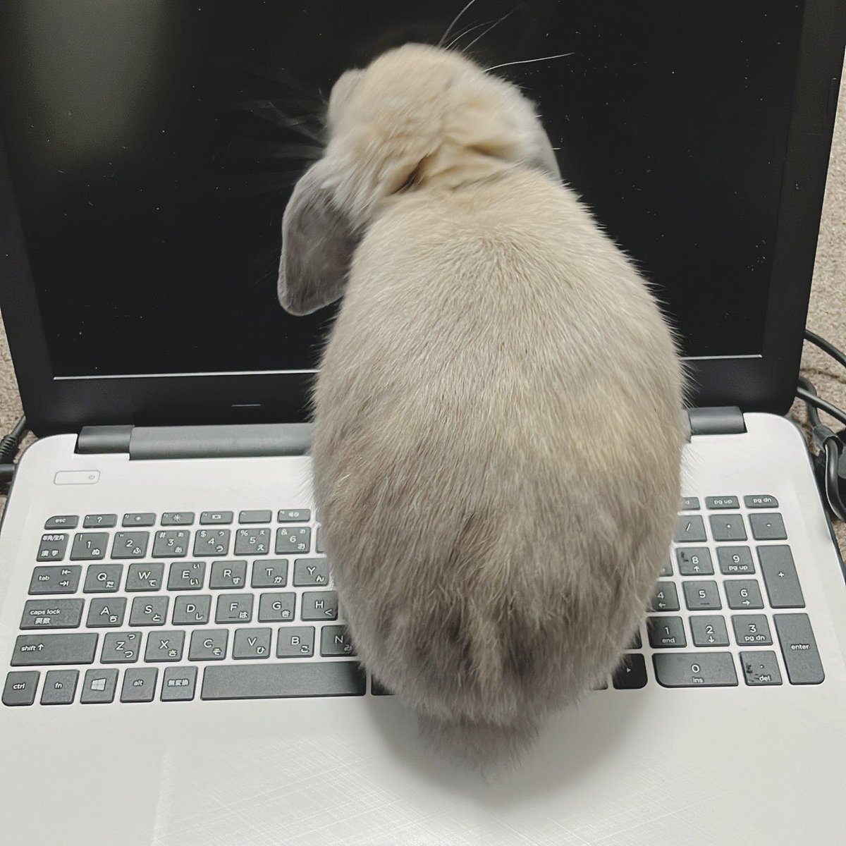 うさぎのりつ tweet media