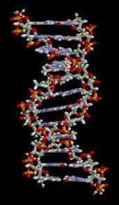 حدث في مثل هذا اليوم من عام 1953 : جيمس واتسون وفرنسيس كريك يعلنان لأصدقائهما اكتشافهما للتركيب الكيميائي للدنا - DNA، بينما كان الإعلان الرسمي عنه في 25 أبريل بعد صدور مقالهما في مجلة نيتشر في 2 أبريل.