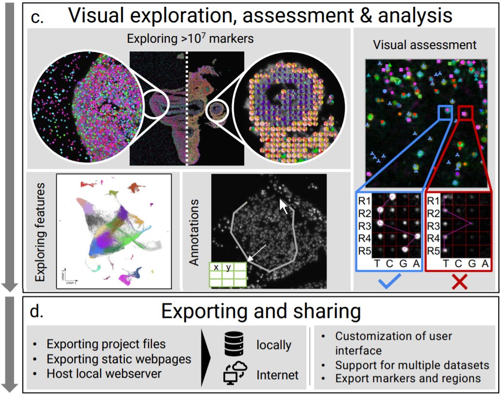 Very happy about all the work done by the TissUUmaps team! 💪

TissUUmaps 3: Interactive visualization and quality assessment of large-scale spatial omics data
shorturl.at/dBQV1

You can visit the website to access TIssUUmaps 3 learn more about it: tissuumaps.github.io