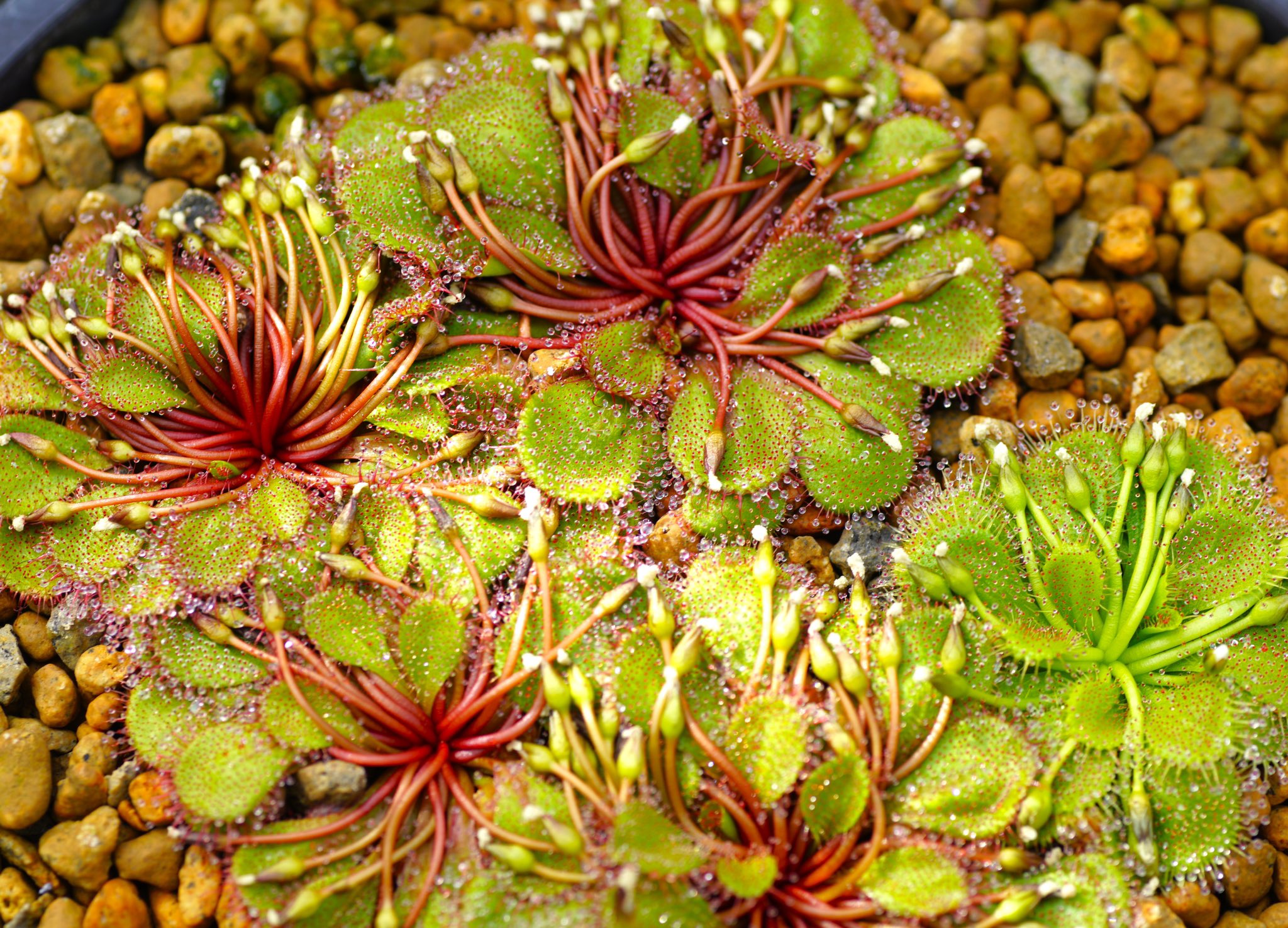 Akigo Drosera Lowriei Giant Plant 何十本もの横たわった花茎が刺胞動物の触手のようで 綺麗だけどちょっと気持ち悪いような感じが魅力の植物です グリーンタイプが同居してますが 少し繊細で気難しい印象 T Co 3dwcbrfclp Twitter