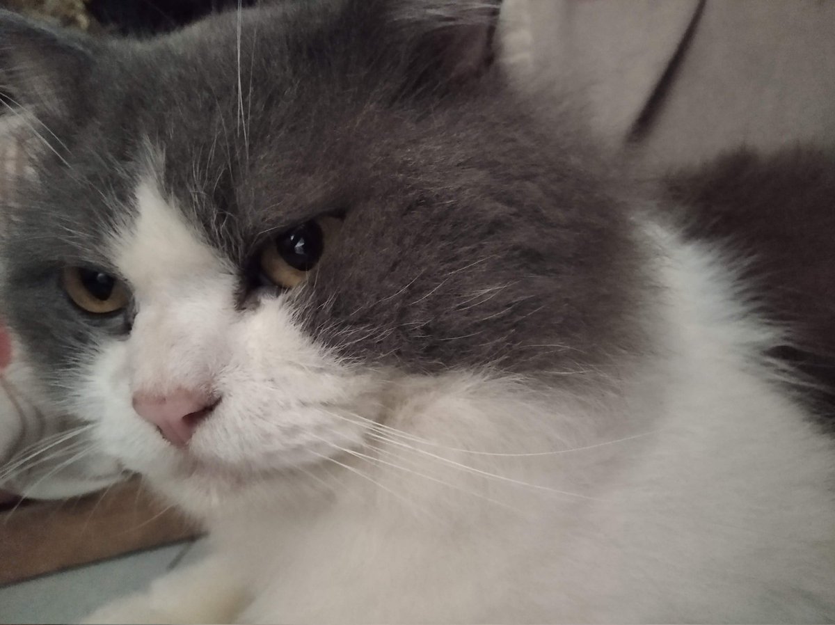 Cat knows the secret of grate love life RockyCat #cat #ilovemycat #adorable #sleeping #petsagram #lovecats #kittens #instagood #furry #catsagram #photooftheday #pets #meong #kitten #instacat #catstagram #toptags #petstagram #pet #lovekittens #kitty #instagramcats #meow #ilovecat