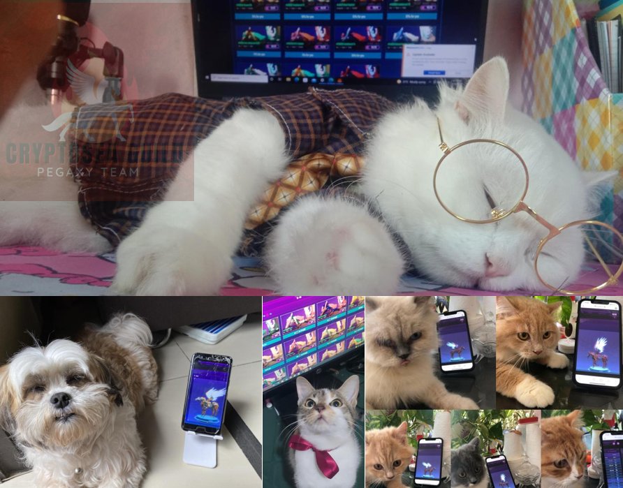 CryptoseaGuild's tweet photo. Didn't know so many of my #pegaxyscholars are pet-owners. Loving this cute pictures of their pets playing #pegaxy 🤣

#cryptoseaguild #CSGOGiveaway https://t.co/0g8FGgbcaq