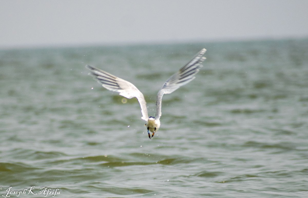 SIR_JOE11's tweet photo. A population of banded Sandwich Tern sighted feeding on the Keta Lagoon in Ghana.
metal ring on right blue band on left leg
#birdsofghana
#BirdsSeenIn2022 https://t.co/kwr6I0TjqM
